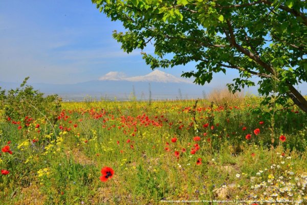Армения гора Арарат Маковое поле