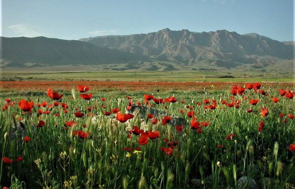 Гора Арагац маки