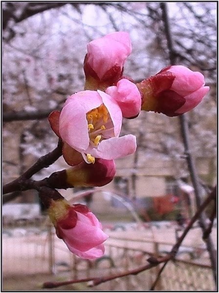 Зиму перезимовали и весну Перезимуем