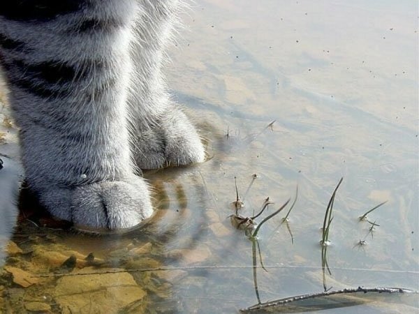 Весна пришла