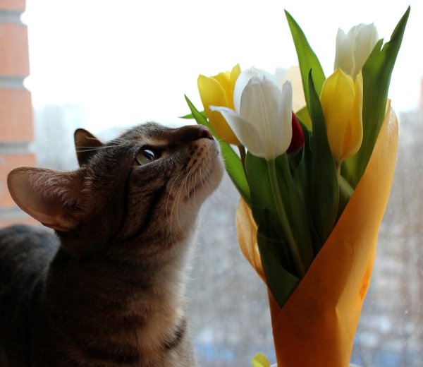 Кот с тюльпанами