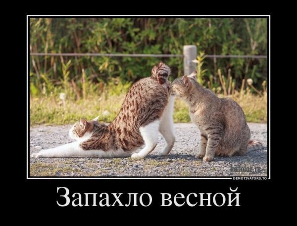 Кошки и весенние цветы