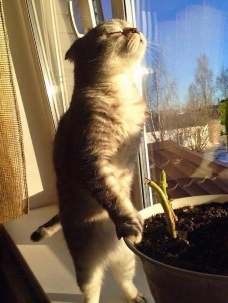 Рыжий кот с тюльпанами