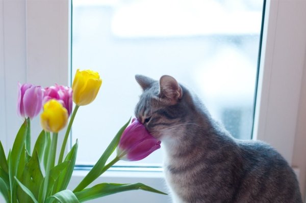 Весна и котики
