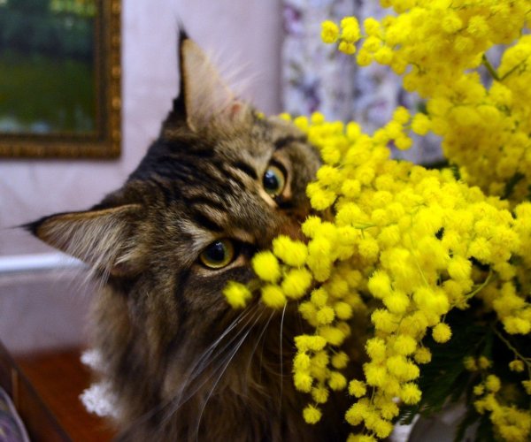 Кот Весна