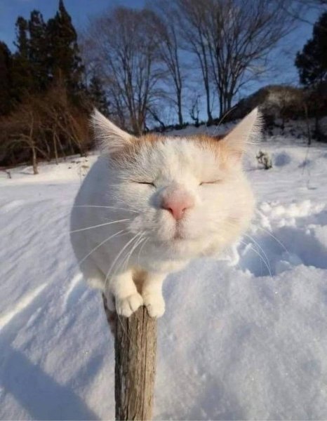 Кот на дереве