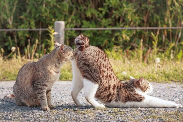 Кот в цветущей вишне