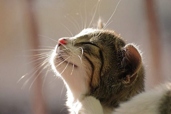 Кот на подоконнике
