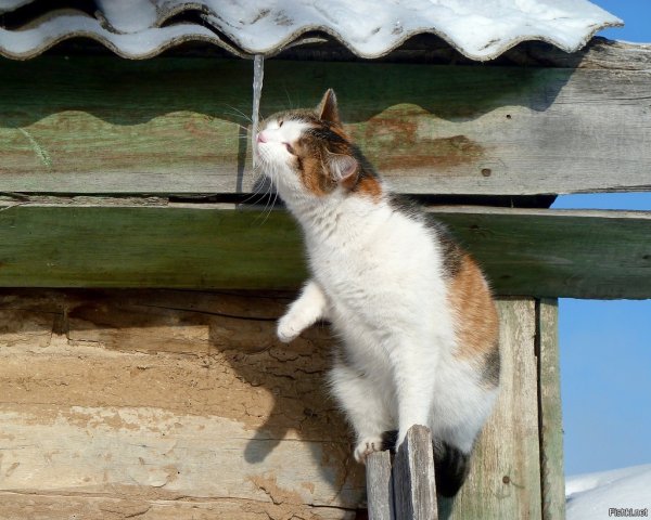 Кот радуется солнцу