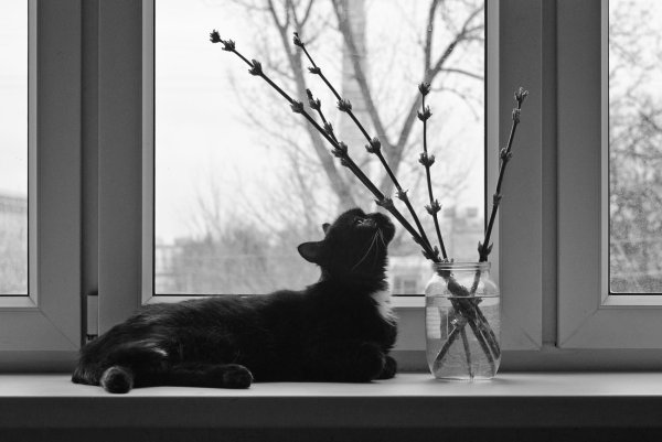Весна и котики