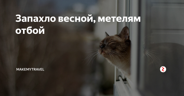 Кот нюхает цветы