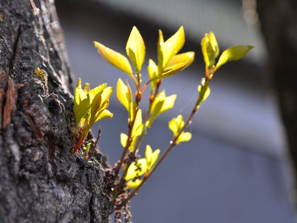 Вологодская природа Весна