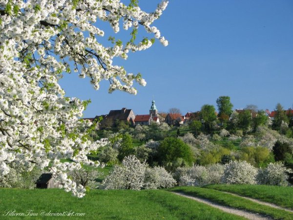 Природа Вологодской области Весна