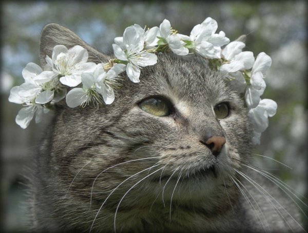 Кот чувствует весну
