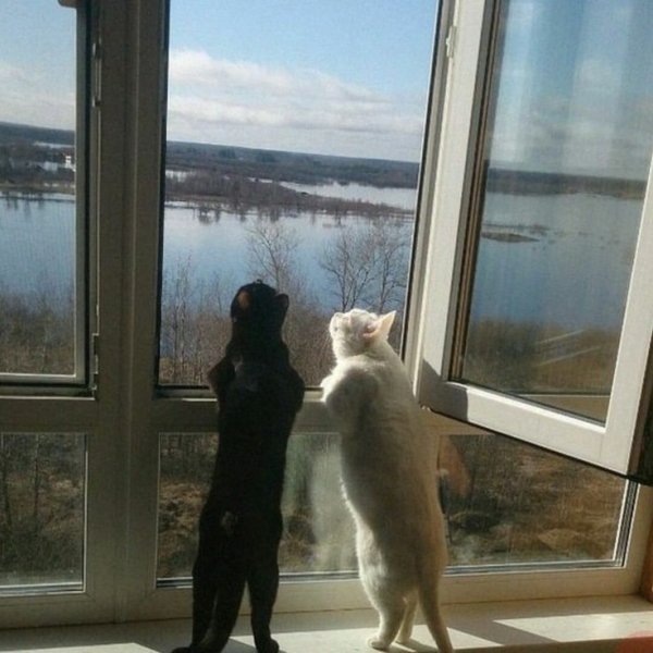 Кошка нюхает цветы