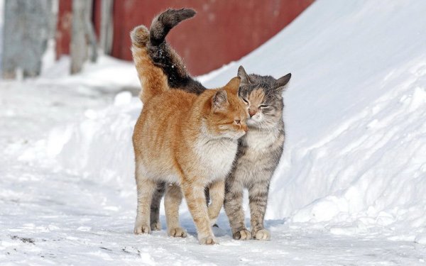 Котики ранней весной