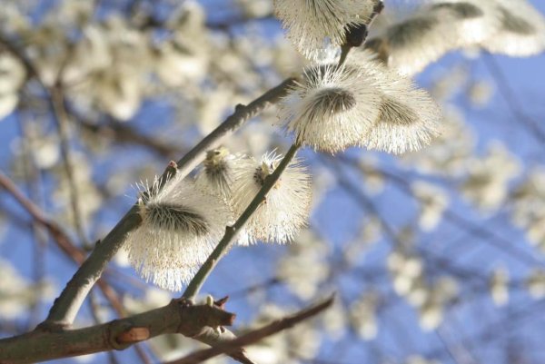 Весна Вологда солнце
