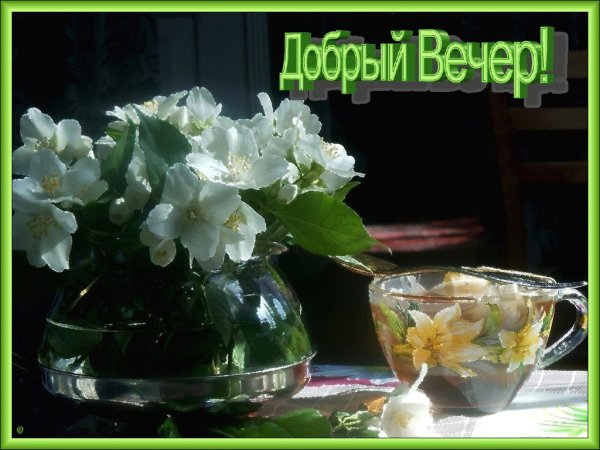 Коты на диване