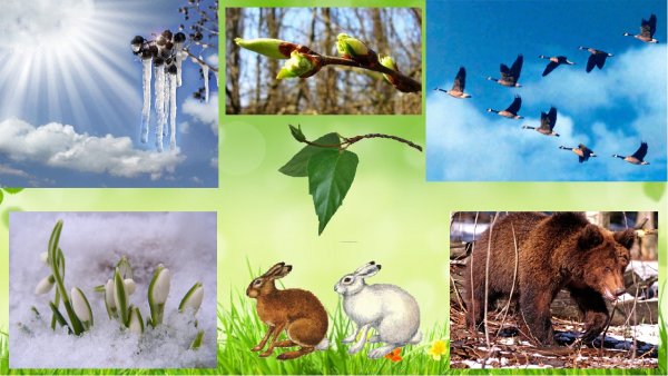 Лесные животные для детского сада