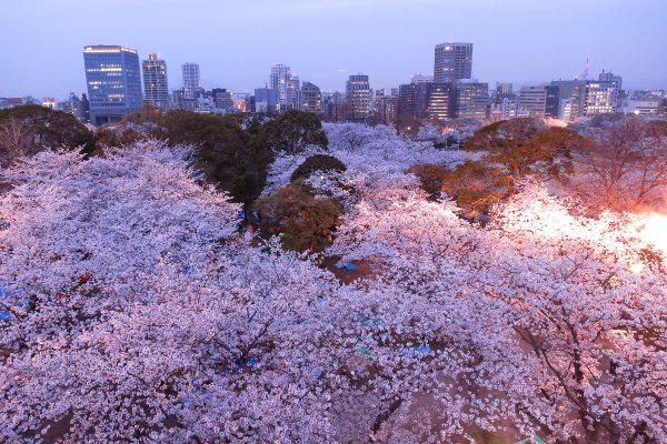 Сакура цветет в Японии