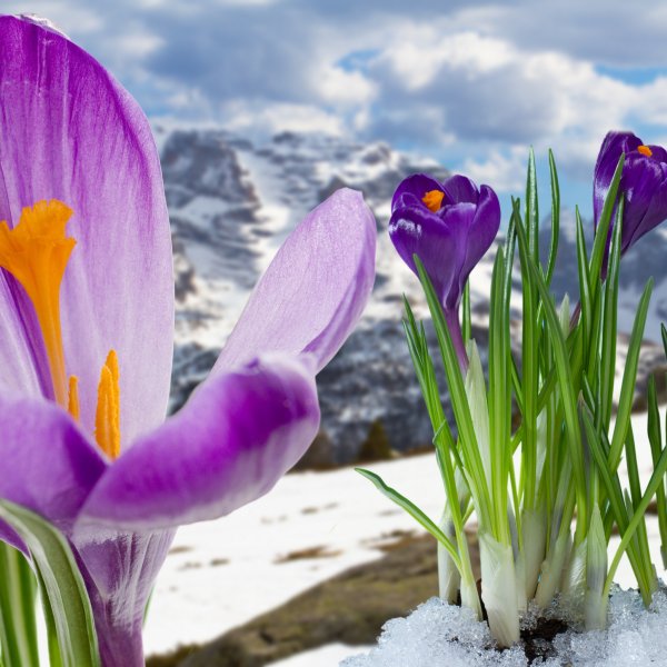 Крокус горный цветок