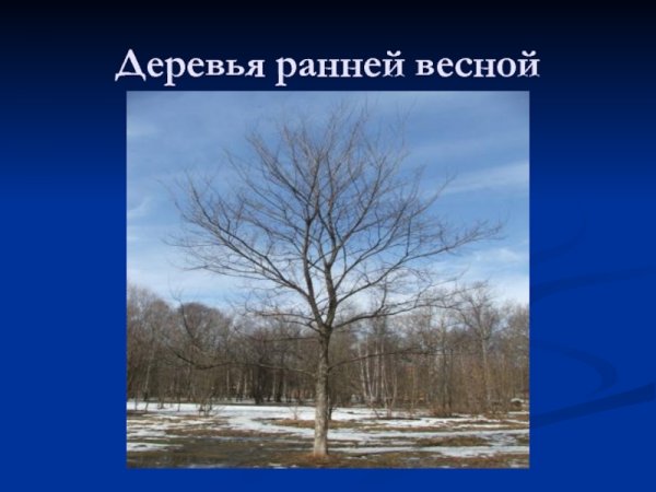Презентация признаки ранней весны