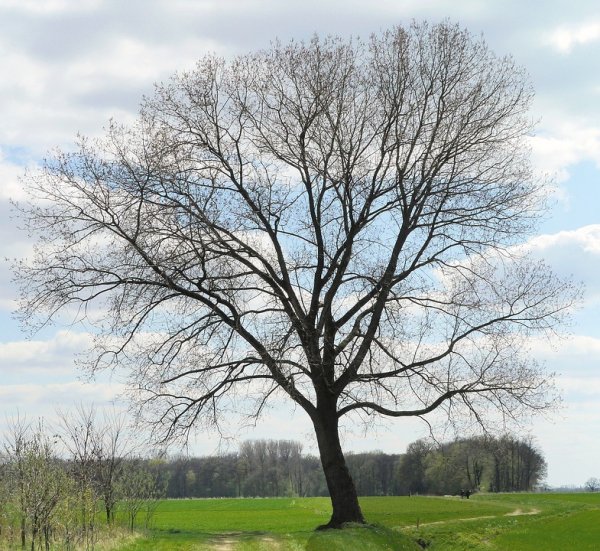 Ранняя Весна деревья