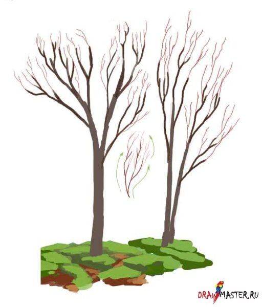 Деревья весной для дошкольников