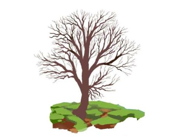 Весеннее дерево для детей