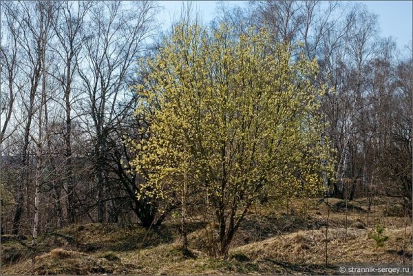 Ива ранней весной