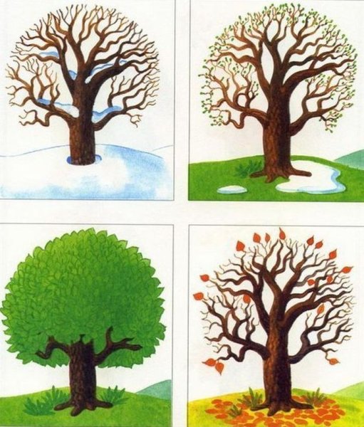 Дерево в разные времена года