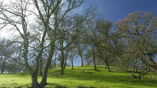 Деревья ранней весной