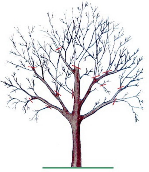 Яблоня без листвы