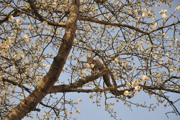 Деревья ранней весной