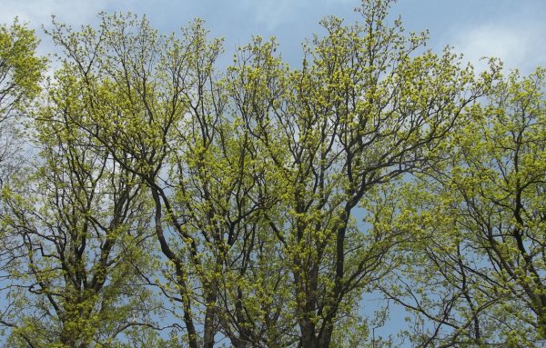 Деревья ранней весной