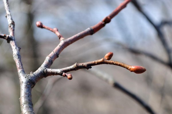 Ветка с почками
