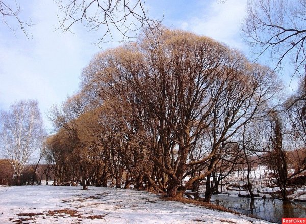 Деревья ранней весной