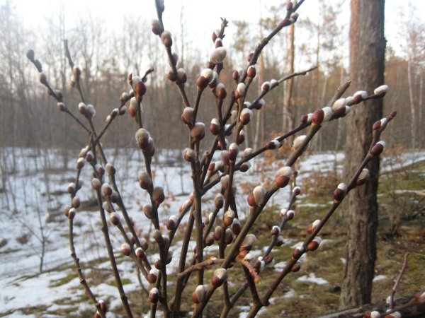 Набухшие почки вербы