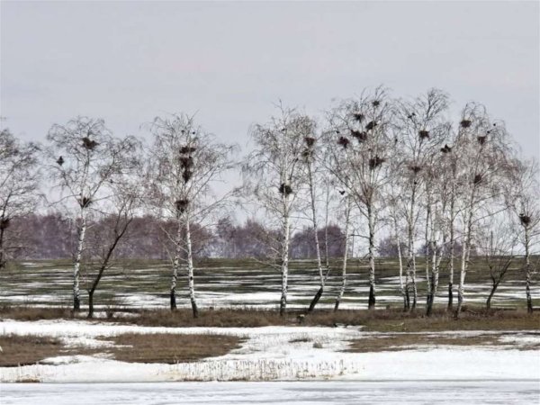 Весенний пейзаж с грачами
