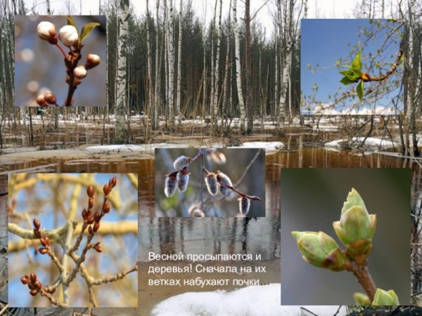 Просыпаются весной деревья