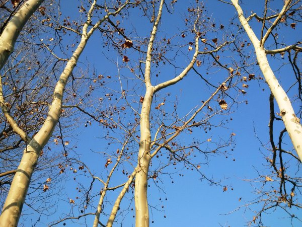 Весенние рисунки