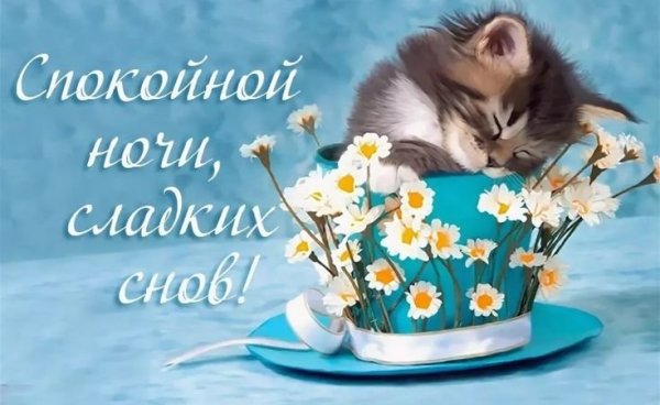 Котенок с цветами