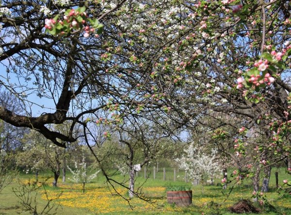 Яблоневый сад ранней весной