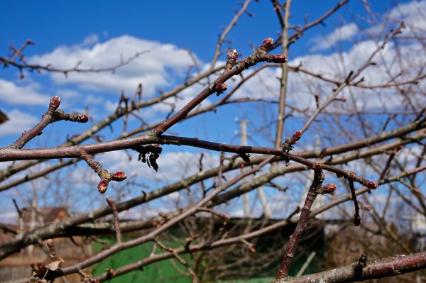 Распускание почек у яблони