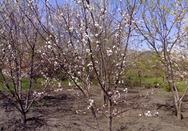Груша Уссурийская Амурская ранняя