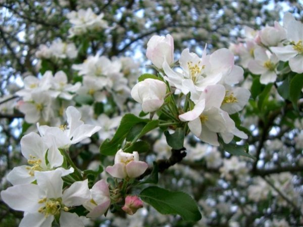 Антоновская яблоня цветет