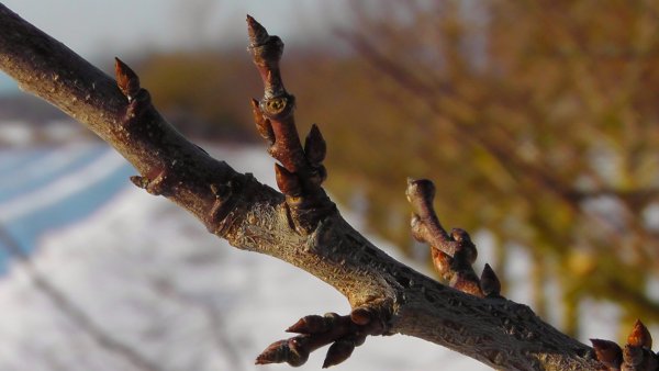 Побеги деревьев зимой