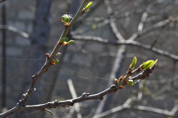 Распускание почек у яблони
