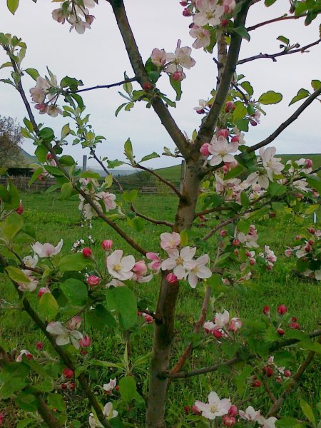 Яблоня Мельба цветет