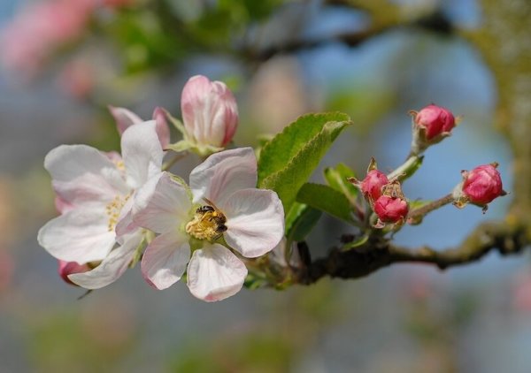 Ветка цветущей яблони